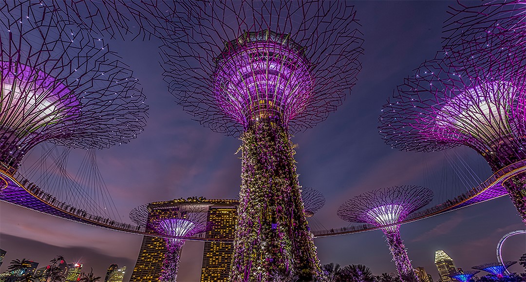 Supertrees lit up at night