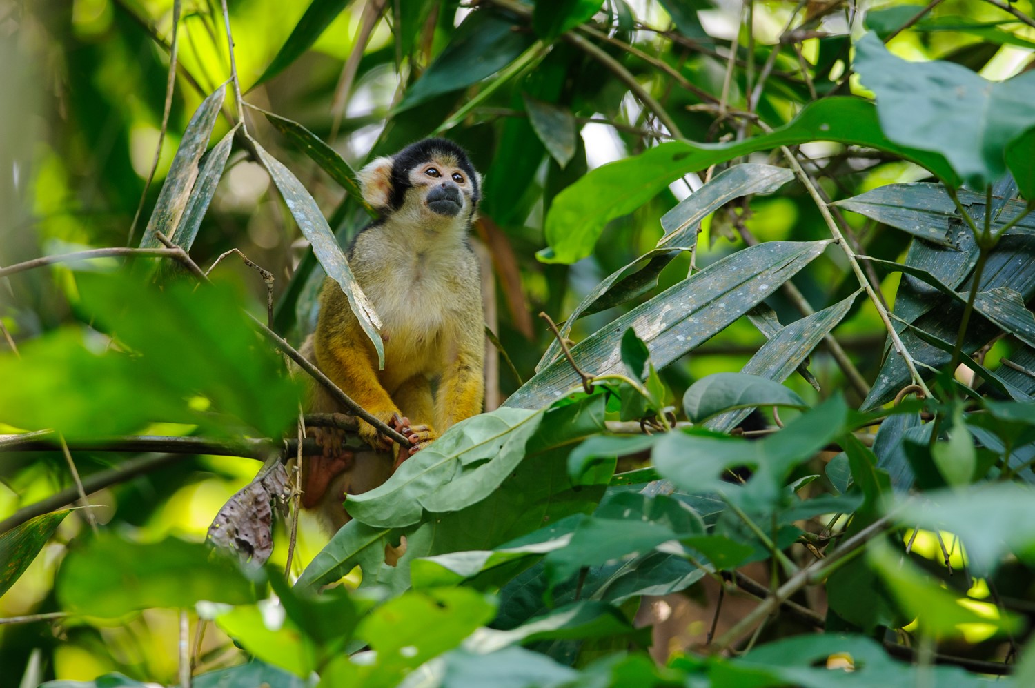 Monkey sitting in jungle tree