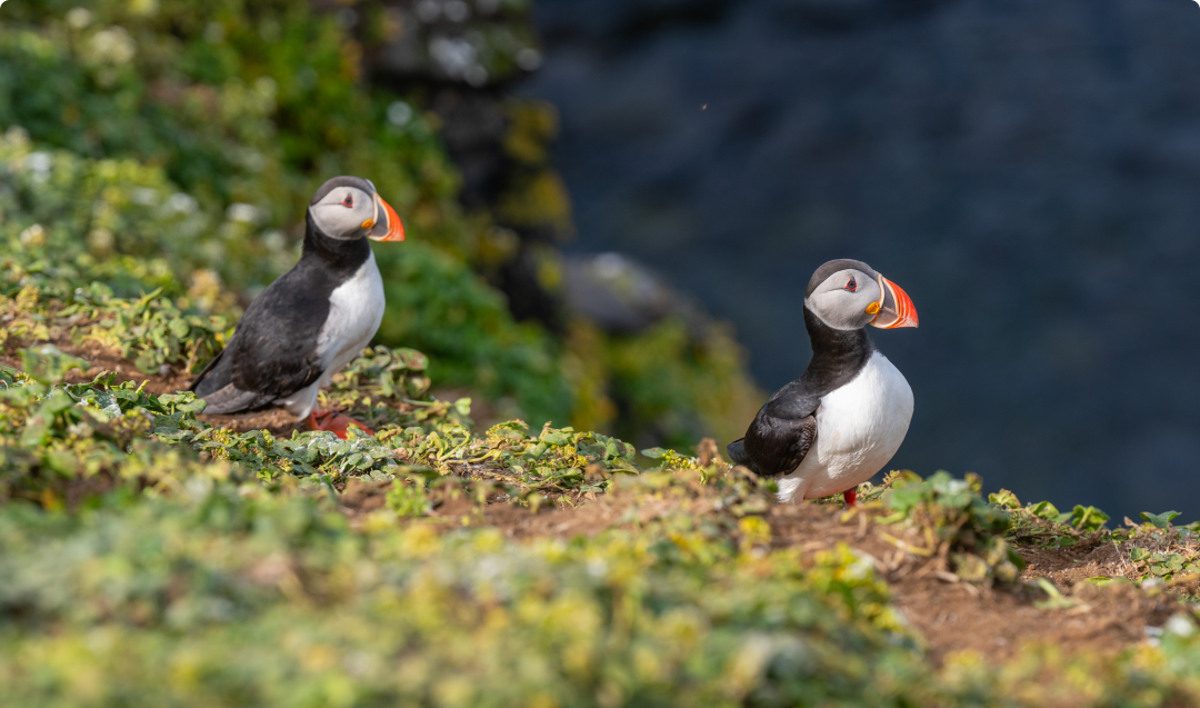 Iceland Puffins