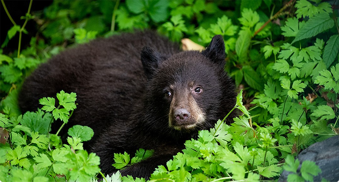 Bear in a tree