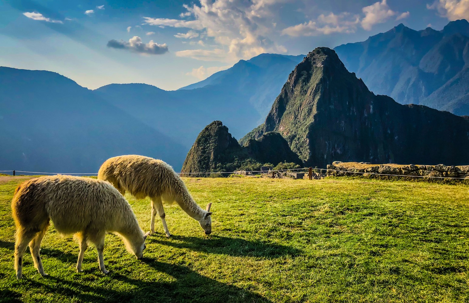 Two Llamas eating grass