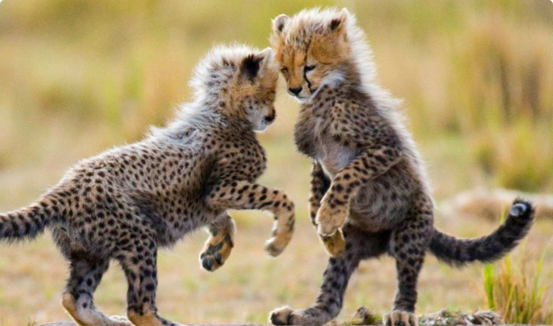 Cheetah Cubs