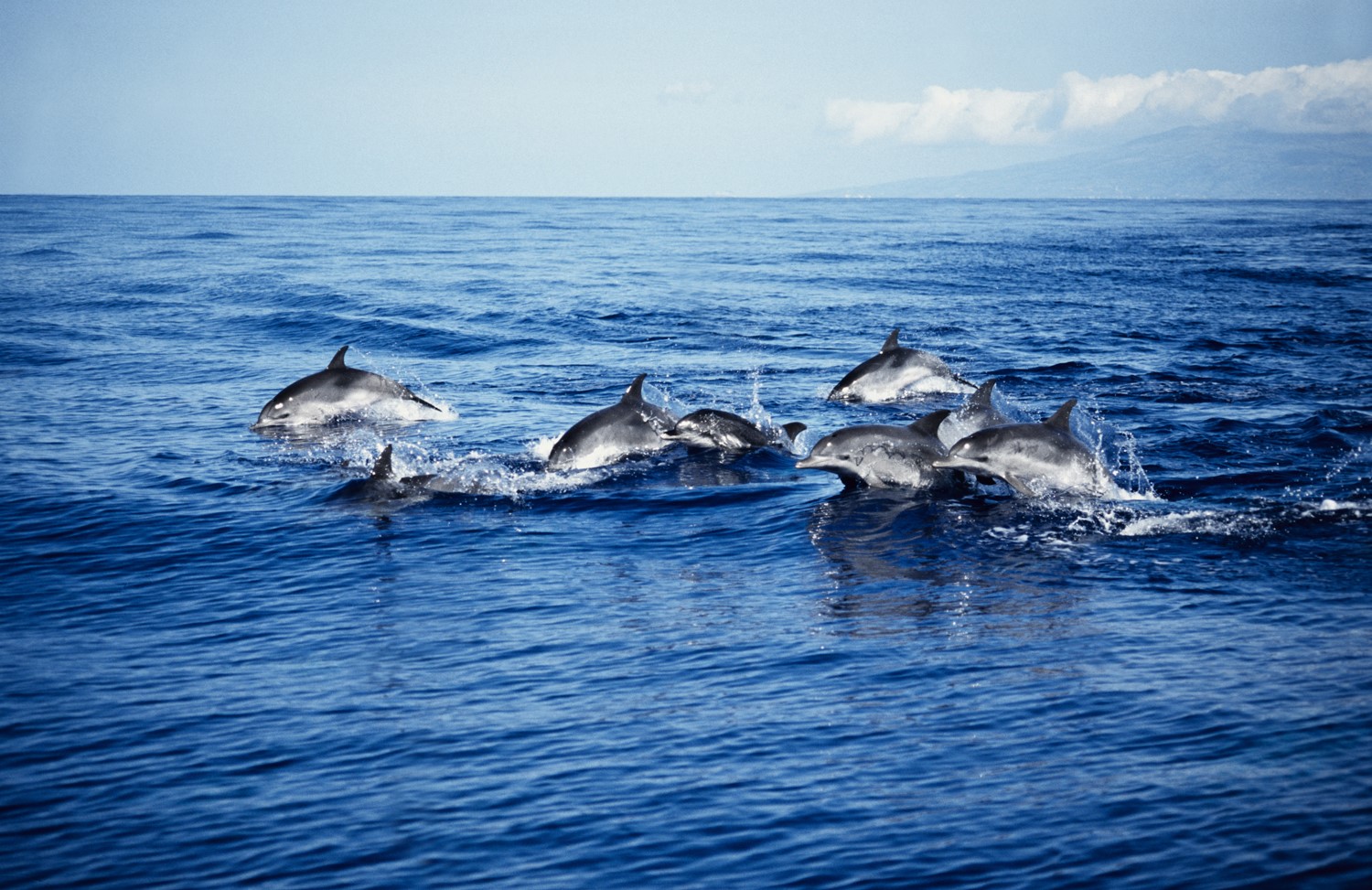 Seven dolphins swimming in open water
