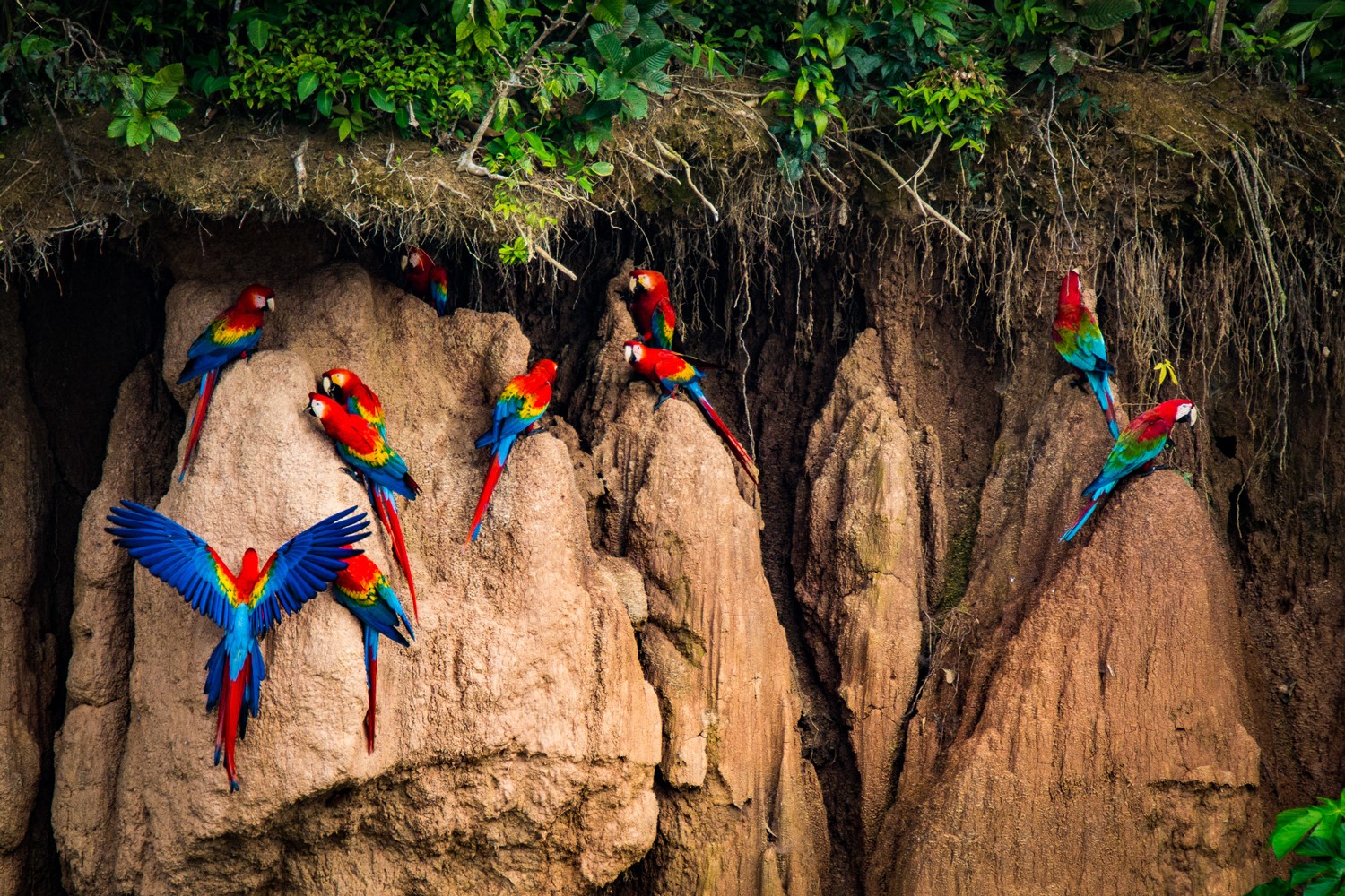 Ten Macaws on clay licks
