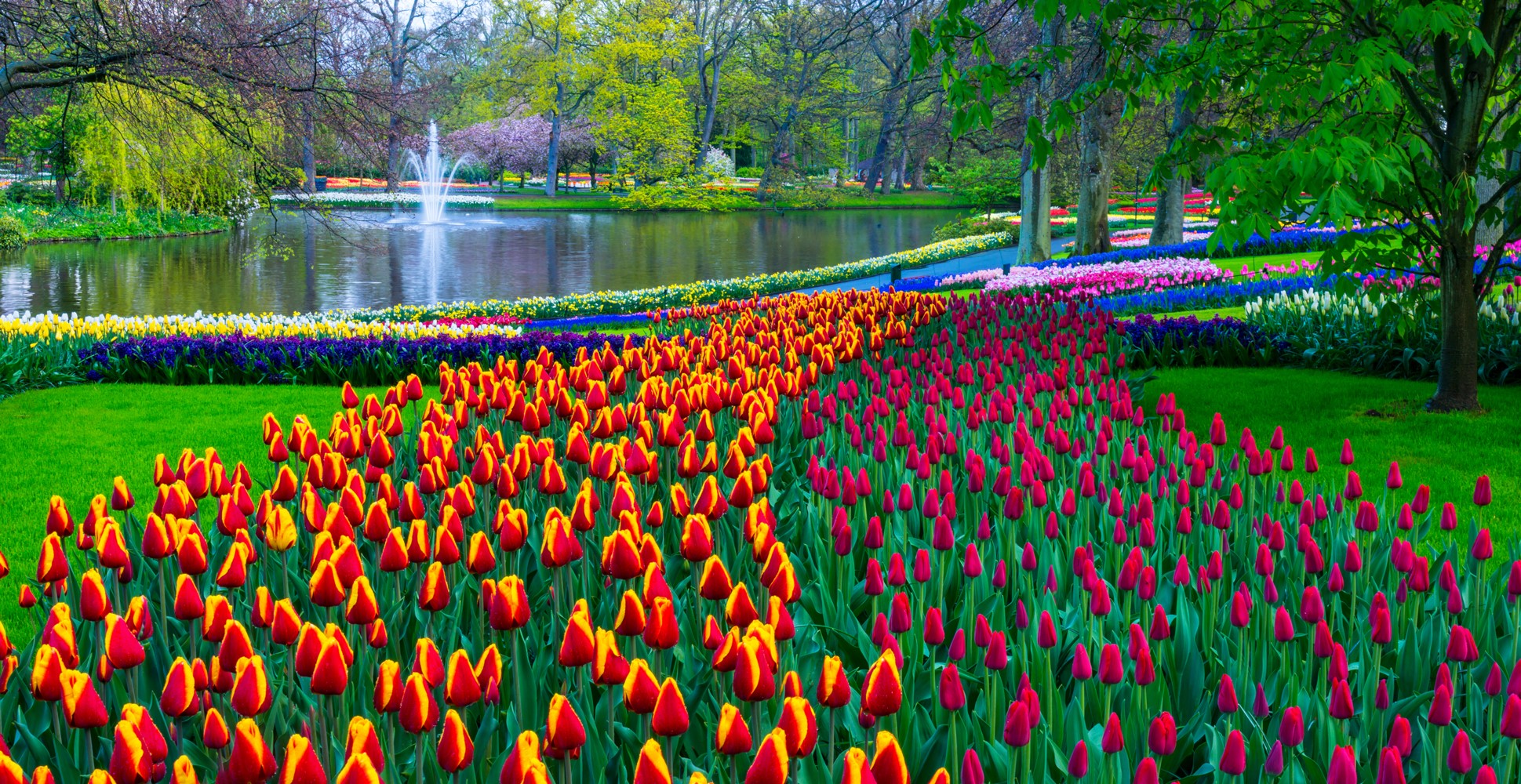 Colourful red, yellow and orange tulips in a field