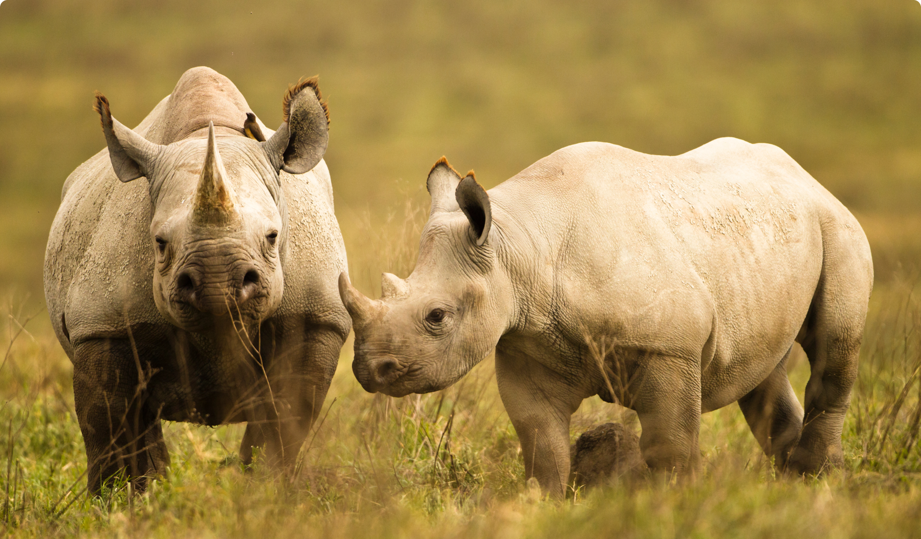 Rhinos