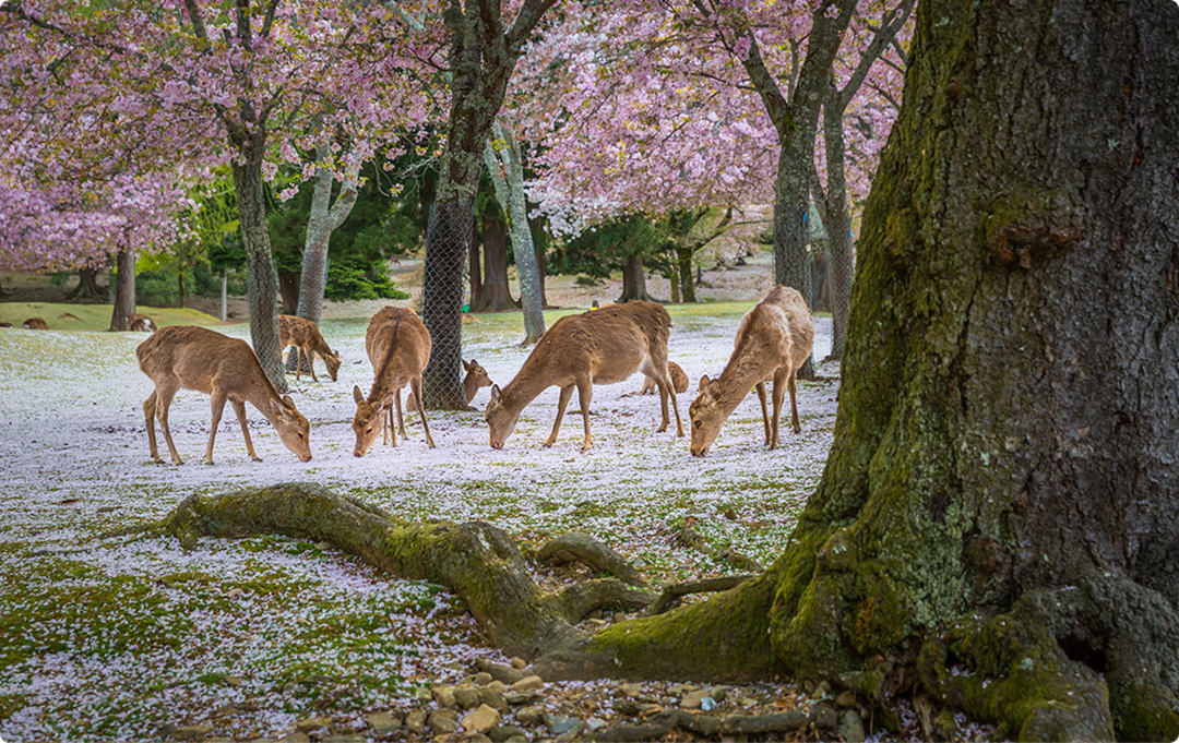 Nara Deer Park