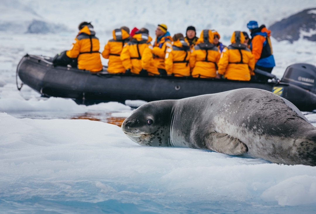 Seal Sighting